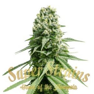 AMNESIA (SUPER STRAINS) FEMINIZED