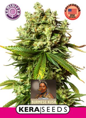 Burmese Kush