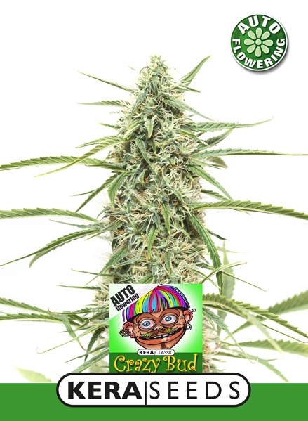 Crazy Bud auto