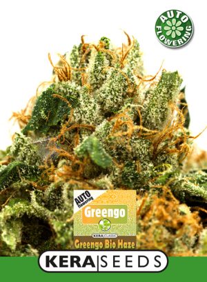 Greengo Bio Haze