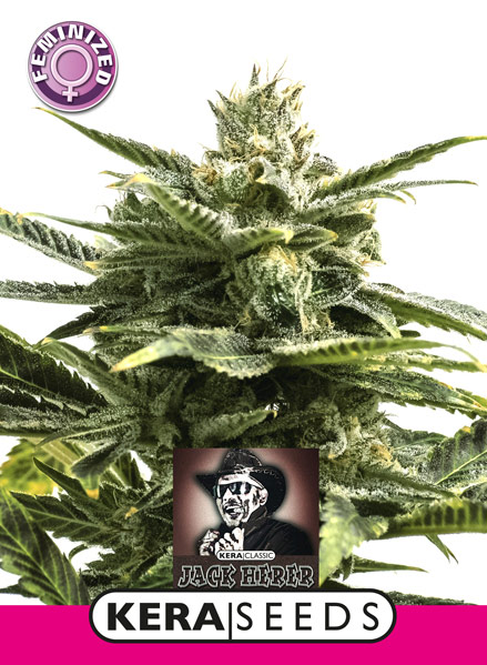 Jack Herer