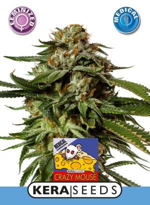 Medical Crazy Mouse
