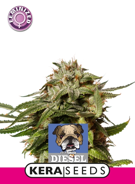 Premium Diesel