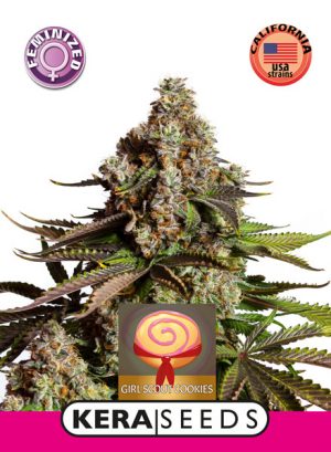 Girl Scout Cookies