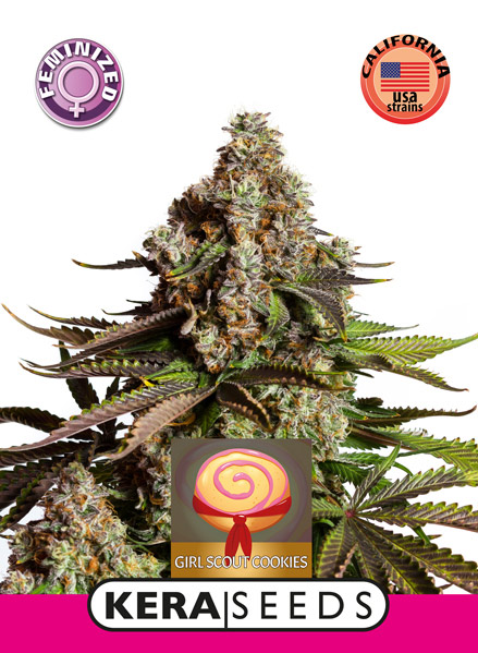 Girl Scout Cookies