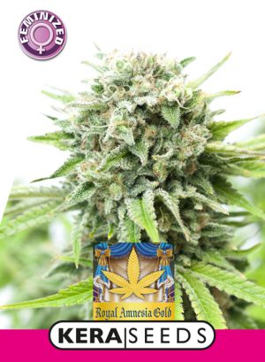 royal amnesia gold