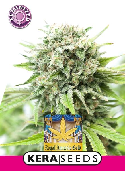 royal amnesia gold