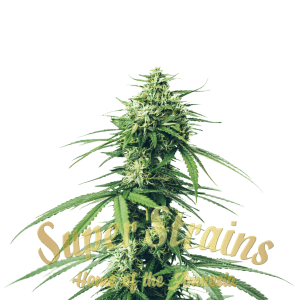 Saga - CBD