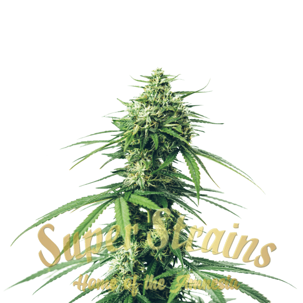 Saga - CBD