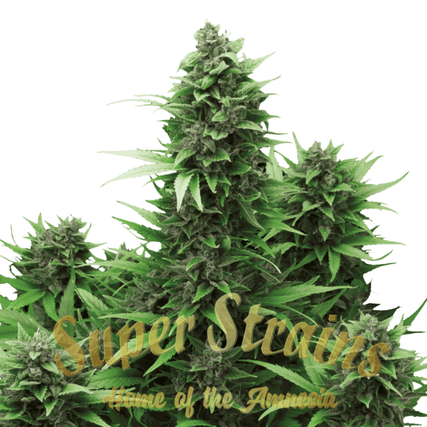 Turing Autoflowering