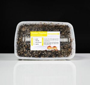 Golden Teacher Magic Mushroom Paddo Grow Kit