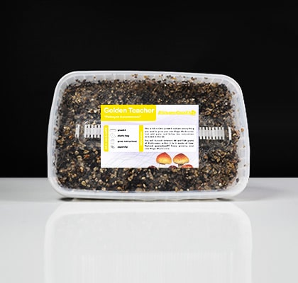 Golden Teacher Magic Mushroom Paddo Grow Kit