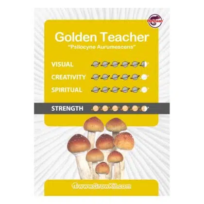 Golden Teacher Magic Mushroom Paddo