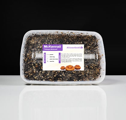 McKennaii Magic Mushroom Paddo Grow Kit