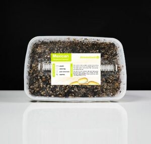 Mexican Mushrooms Growkit 1200cc All in One