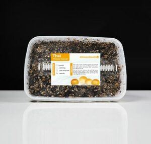 Thai Magic Mushroom Paddo Grow Kit