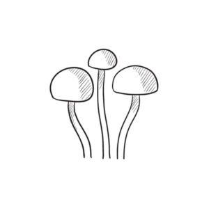 Shroomshop