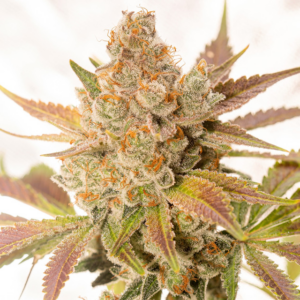 Orange Sherbert Vision Seeds Autoflower (3+1 pack)