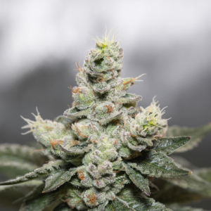 Blue Cookies X OG Kush Vision Seed Gefeminiseerd (3 pack)