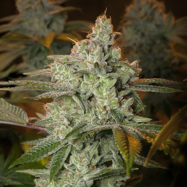 Pineapple Fruit X Alien Rock Vision Seeds Gefeminiseerd (3 pack)