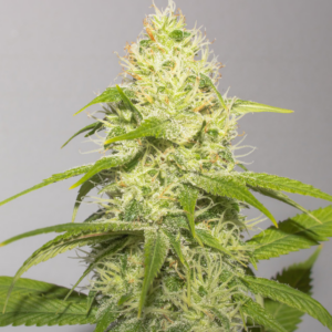 White Runtz Vision Seeds Gefeminiseerd (3 pack)